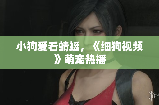 小狗爱看蜻蜓，《细狗视频》萌宠热播
